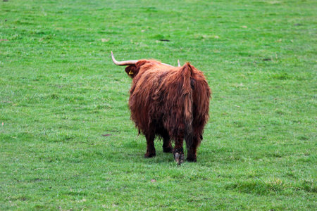 Highland cow grazing peacefully on a lush green meadow in the countrysideの写真素材