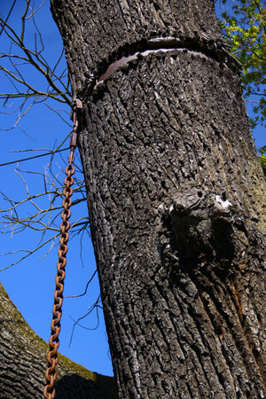 Tree trunk with rusty metal chain embedded in bark under clear blue skyの写真素材