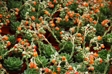 Blooming Echeveria succulents in nursery potsの写真素材