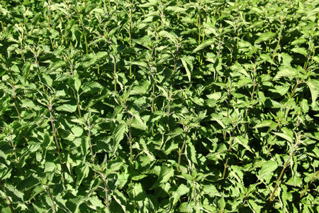 Stinging nettle plants growing densely in sunlightの写真素材