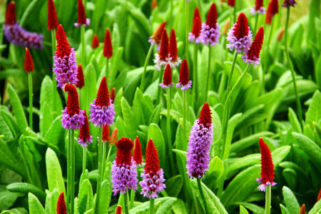 Dense blooming Primula vialii flowers with red and purple spikesの写真素材