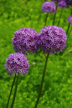 Purple Allium giganteum flowers blooming on tall stems in a green garden meadow