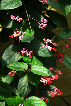 Clerodendrum thomsoniae vine with clusters of red and pink flowers blooming among glossy green leavesの写真素材
