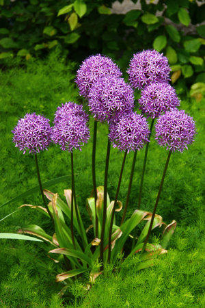 Purple Allium giganteum flowers blooming on tall stems in a green garden meadowの写真素材