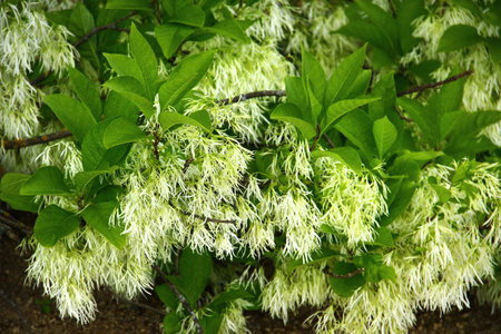 White fringetree in full bloom with delicate flowers and lush green foliageの写真素材