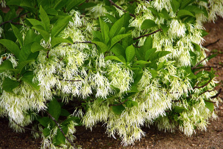 White fringetree in full bloom with delicate flowers and lush green foliageの写真素材