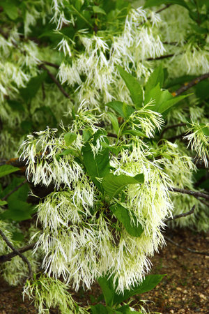White fringetree in full bloom with delicate flowers and lush green foliageの写真素材