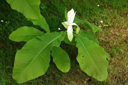 Young magnolia tree with a single creamy white blossom and large vibrant green leaves on a grassy lawnの写真素材