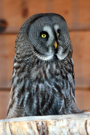 Great grey owl perched on tree stump with intense yellow eyes and patterned plumageの写真素材