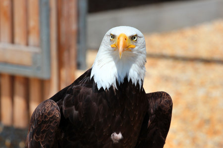 Bald eagle staring directly with piercing eyes and sharp beak in bright sunlightの写真素材