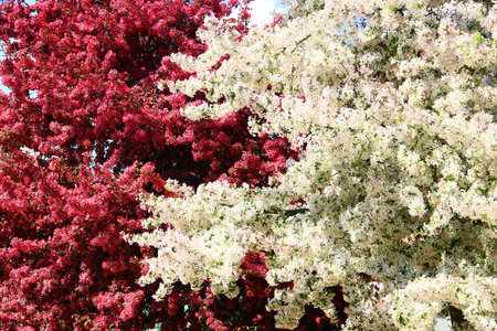 Flowering crabapple trees with white and deep pink blossoms in full spring bloomの写真素材
