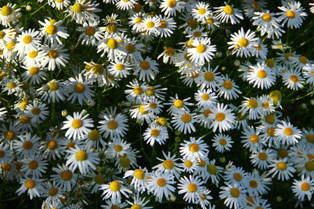 Blooming chamomile flowers in a sunlit summer fieldの写真素材