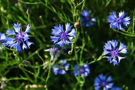 Blue cornflowers blooming in a summer meadowの写真素材