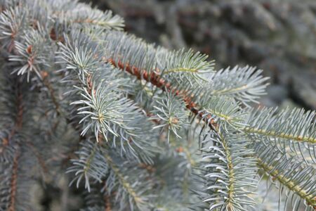 Branch of green spruceの写真素材