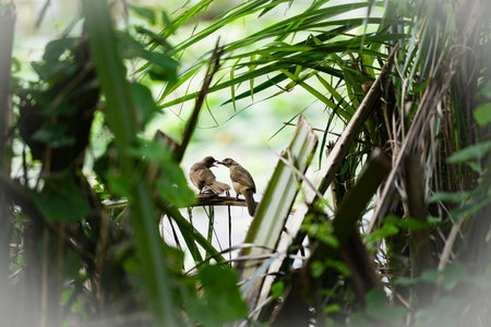 The greatness of nature! When I see the mother bird feeding the baby bird, I also think of the scene of parents raising their children, thank you parents! Although it is a small tit, it reflects the responsibility and hard work of parents raising children!の写真素材