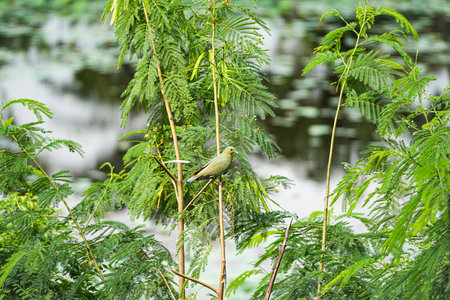 Green turtledoves can be seen in the suburbs of Thailand with beautiful feathers;の写真素材