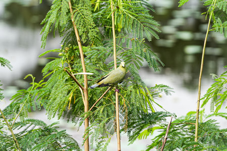Green turtledoves can be seen in the suburbs of Thailand with beautiful feathers;の写真素材