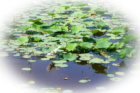 The grace of nature brings a lot of beauty, small tree flowers, lotus flowers, green turtledoves, white cormorantsの写真素材