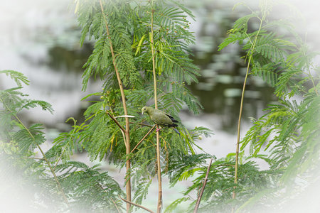 The grace of nature brings a lot of beauty, small tree flowers, lotus flowers, green turtledoves, white cormorantsの写真素材