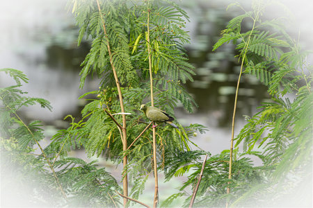 Green turtledoves can be seen in the suburbs of Thailand with beautiful feathers;の写真素材
