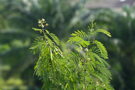 The grace of nature brings a lot of beauty, small tree flowers, lotus flowers, green turtledoves, white cormorantsの写真素材