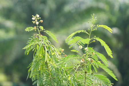 The grace of nature brings a lot of beauty, small tree flowers, lotus flowers, green turtledoves, white cormorantsの写真素材