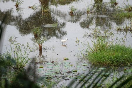 Little egret in a pond with green grass and water liliesの写真素材
