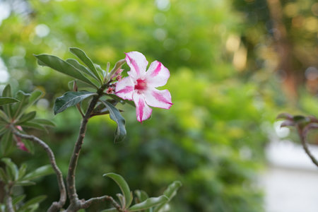 Adenium obesum or Impala Lily or Mock Azaleaの写真素材