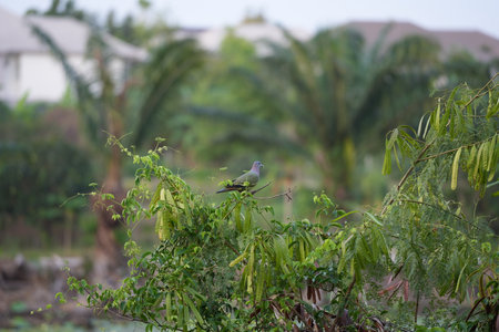 pigeon on the tree in the garden at thailand.の写真素材