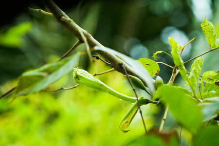 Cucumber seed pods on the tree in the garden, Thailand.の写真素材