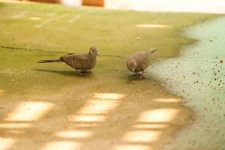 Pigeons on the ground in the park, close up of photoの写真素材