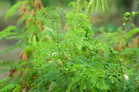 Acacia pennata L.)の写真素材