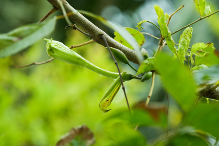 Praying mantis on the tree in the rain forest.の写真素材
