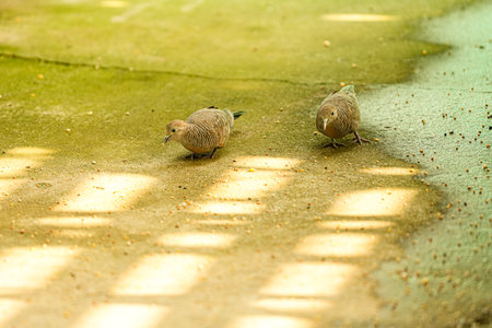 Pigeons on the ground in the shade of the sun.の写真素材
