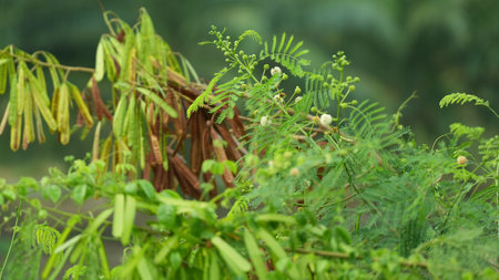 Mimosa javanica plant in nature garden, Thailand.の写真素材