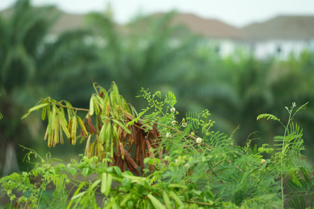 Agriculture plants in the field. Agroindustry.の写真素材