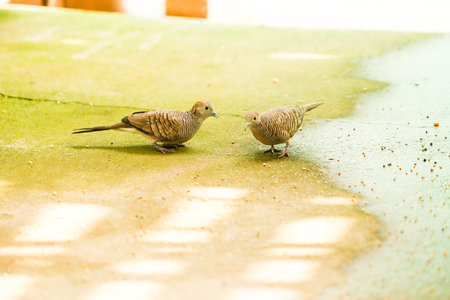Pigeons in the park, Thailand. (Streptopelia decaocto)の写真素材