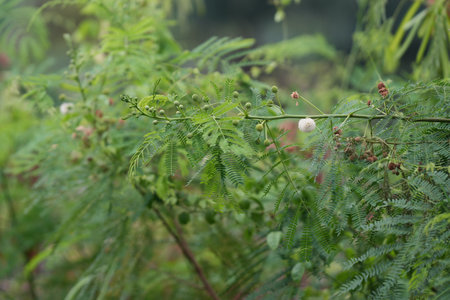 Acacia dealbata, Acacia auriculata, Acacia auriculata, Acacia auriculata.の写真素材