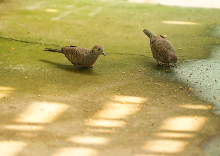 Pigeons on the floor in the garden, close up of photoの写真素材