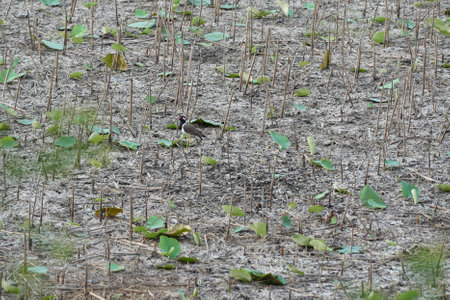 A bird on the lotus flower field in the morning, Thailand.の写真素材