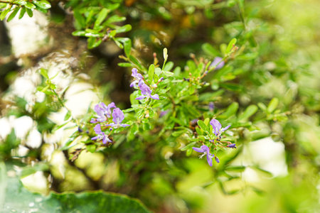Purple flower in the garden on a sunny day. Selective focus.の写真素材