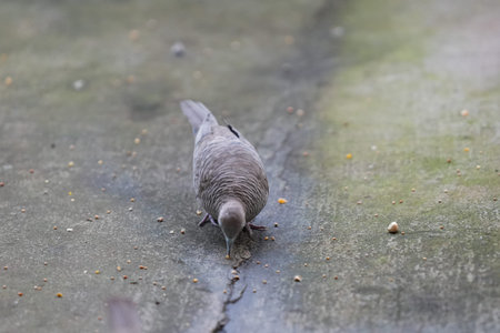 Pigeon on the floor in the park, close-up