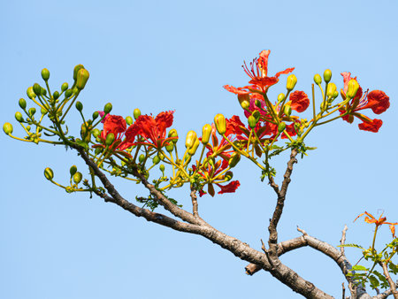 Flamboyant flower on tree with blue sky background, Thailand.の写真素材