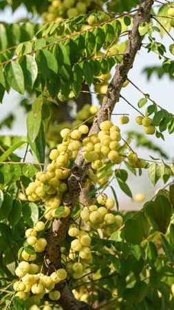 Star gooseberry on the tree, star gooseberry on the treeの写真素材