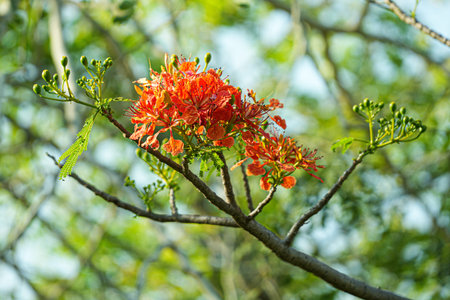 Flame tree flower or Caesalpinia pulcherrima