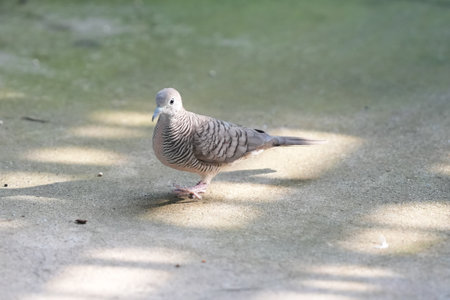 Zebra Dove Streptopelia striata on the groundの写真素材
