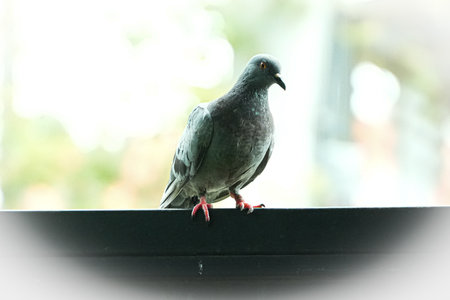 Pigeon on the balcony in the morning, soft focus.の写真素材