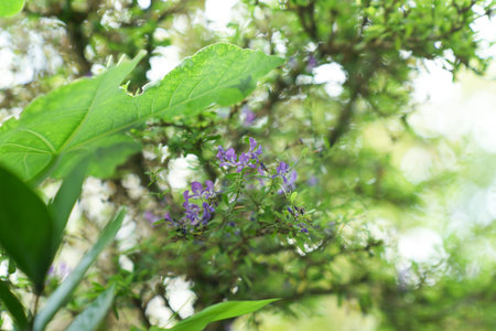 Purple flowers on the tree in the garden. Selective focus.の写真素材