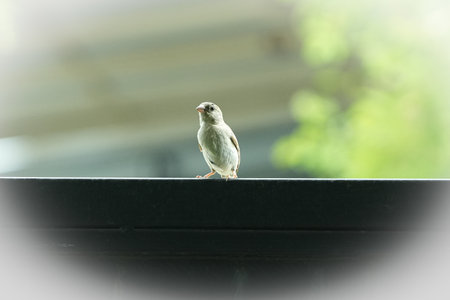 Little sparrow on the roof of the house. Selective focus.の写真素材