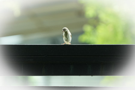 Little sparrow sitting on the edge of a building with a blurred backgroundの写真素材